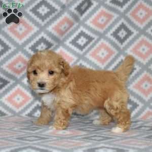 Pixie, Bich-Poo Puppy